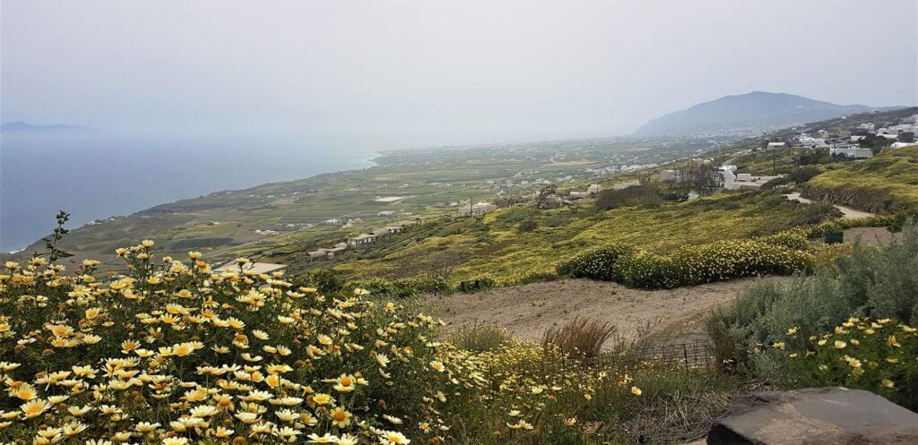 Wildflowers and mist on Santorini, Greece